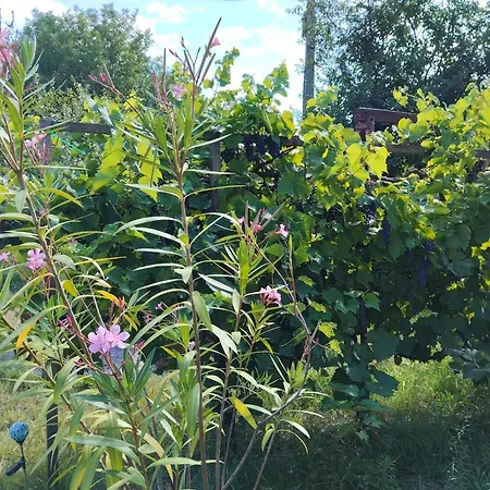 度假居 Balatoni Mandala Vendeghaz Balatonszárszó